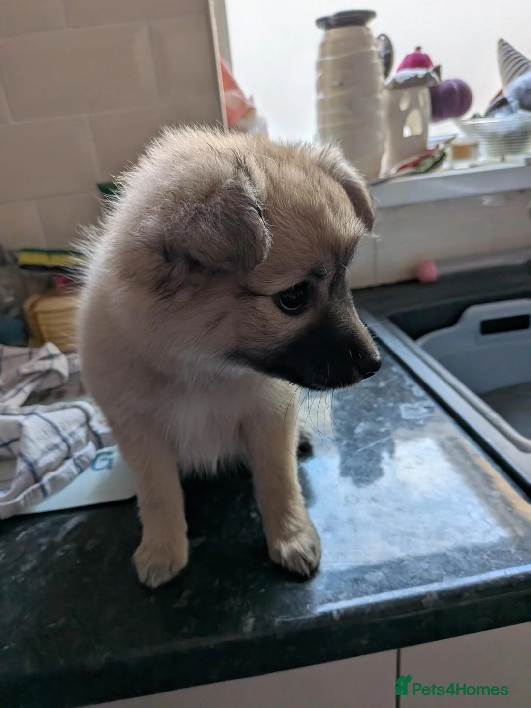 Mixed Breed dogs for sale: Beautiful Pomeranian X. Ready to go!  - Advert 5