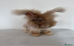 Angora rabbits for sale: Fully Vaccinated Pedigree Angoras  - Image 8