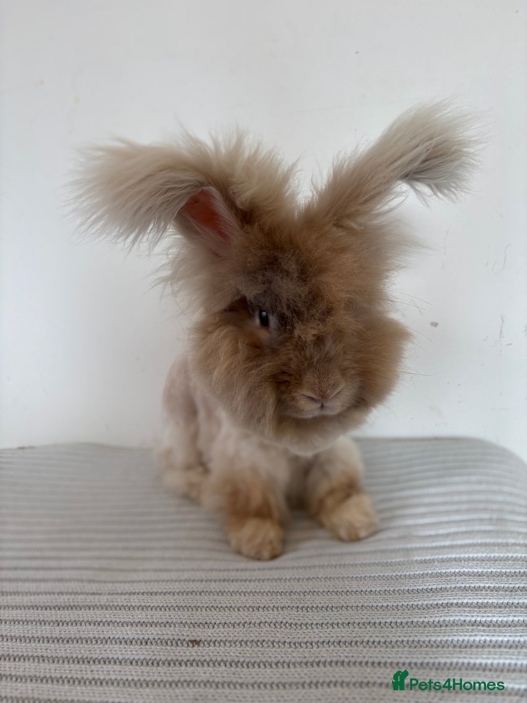 Angora rabbits for sale: Fully Vaccinated Pedigree Angoras  - Image 8