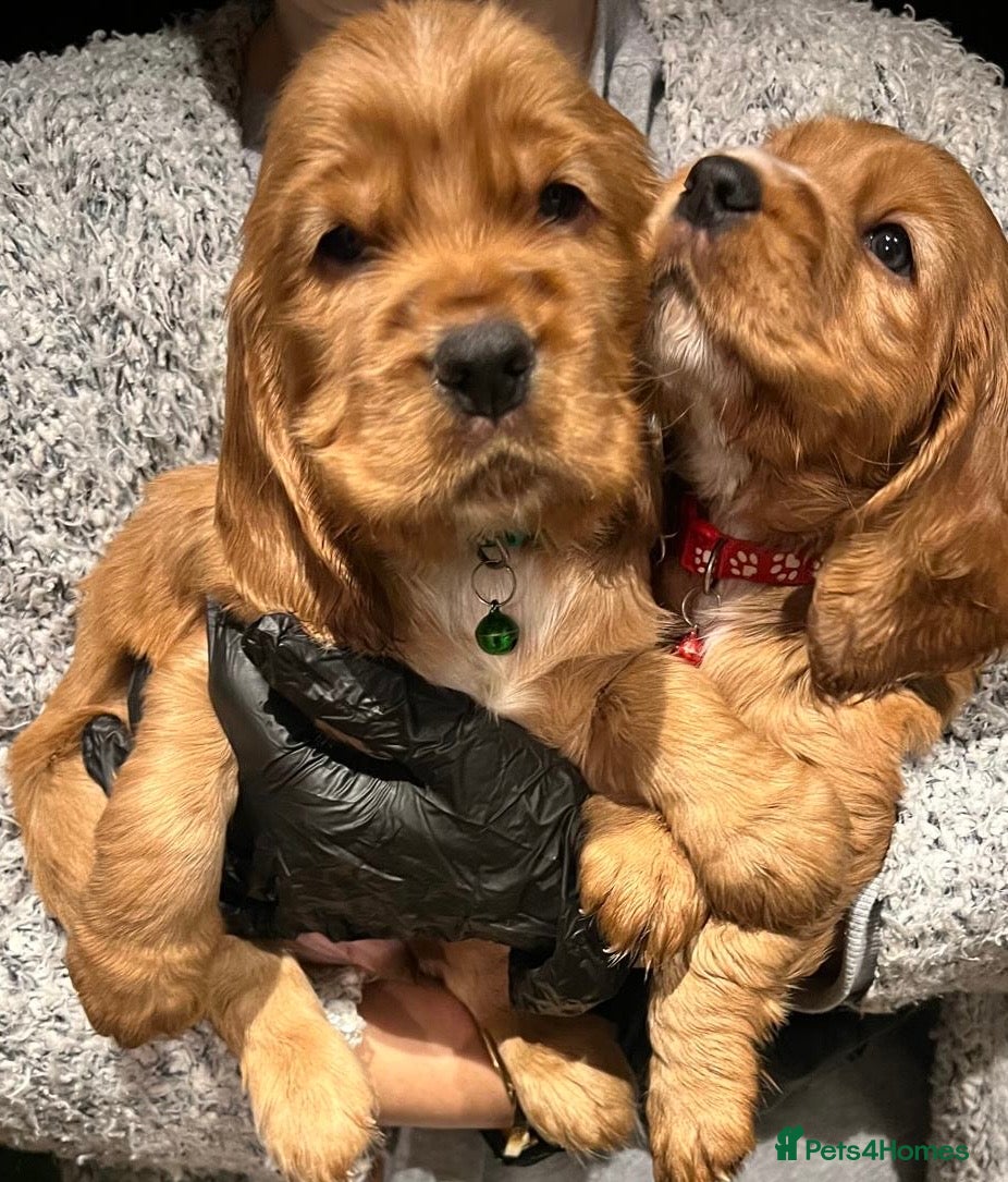 Cocker Spaniel dogs Beautiful Gold English cocker spaniels  - Advert 5