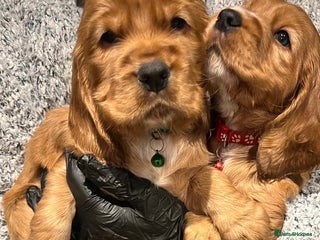 Cocker Spaniel dogs Beautiful Gold English cocker spaniels - Advert 1