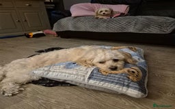 Mixed Breed dogs for adoption: 💙🐶 TEDDY 🐶💙 - Image 4