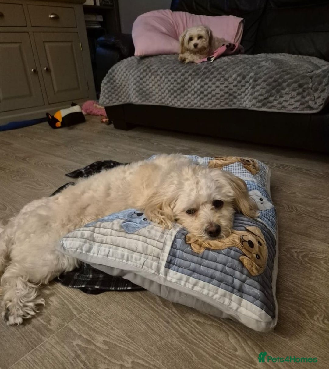 Mixed Breed dogs for adoption: 💙🐶 TEDDY 🐶💙 - Image 4