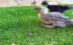 Chickens poultry for sale: For sale Silkie bantams unsexed  - Image 3