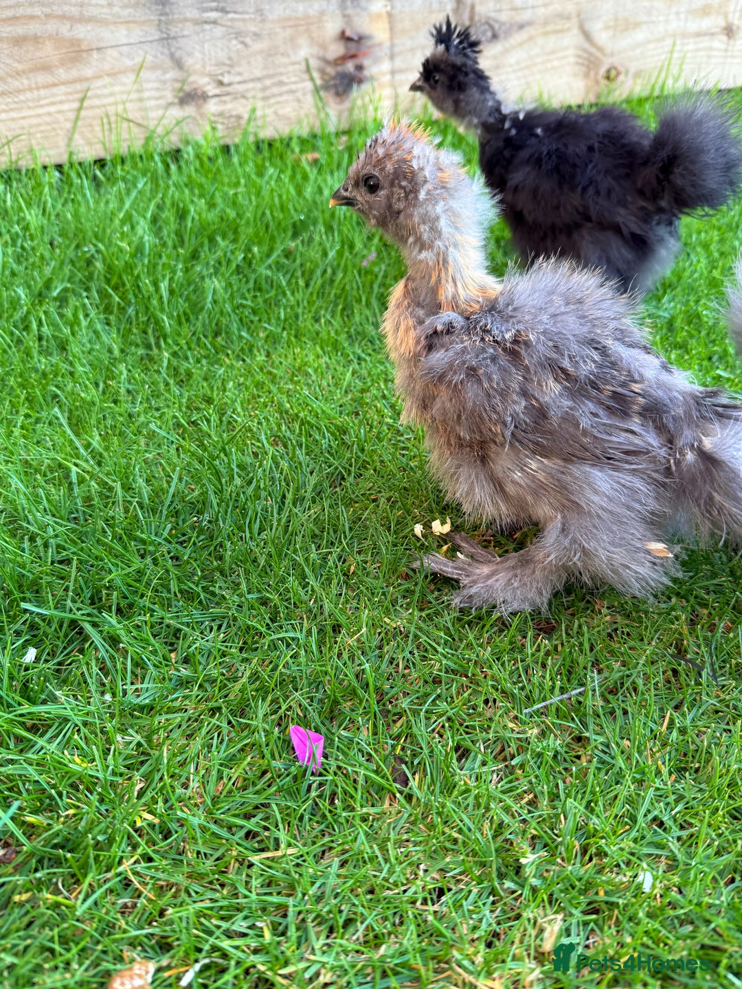 Chickens poultry for sale: For sale Silkie bantams unsexed  - Image 3