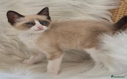 Snowshoe cats for sale: Stunning pedigree Snowshoe kittens  - Image 10