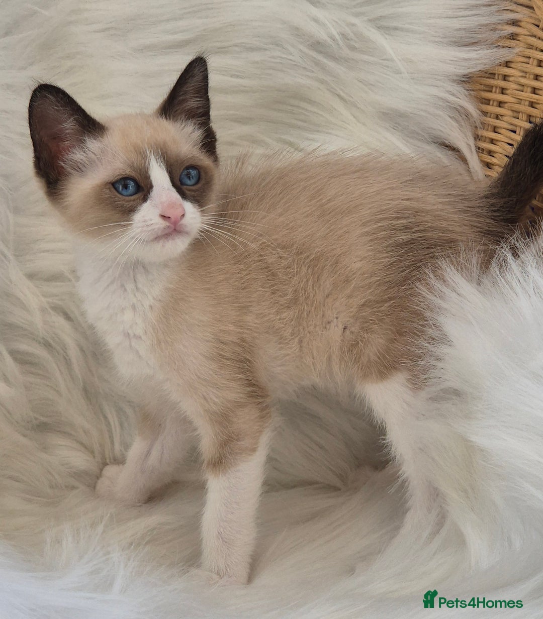 Snowshoe cats for sale: Stunning pedigree Snowshoe kittens  - Image 10