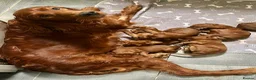 Irish Setter dogs for sale: Out standing litter of Irish setter puppies  - Advert 18