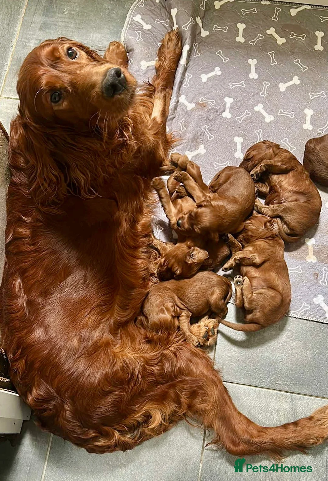 Irish Setter dogs for sale: Out standing litter of Irish setter puppies  - Advert 18