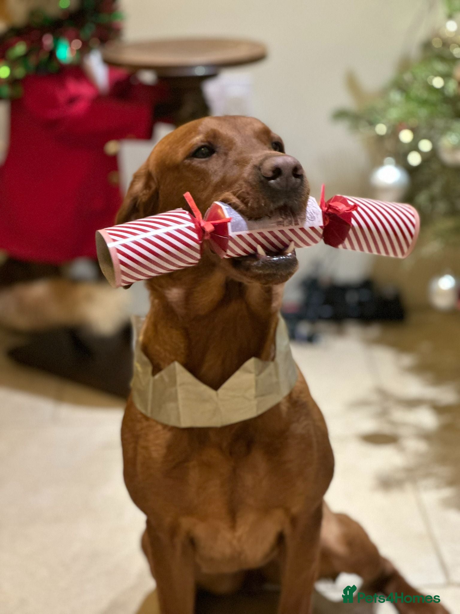 Labrador Retriever dogs Beautiful dark fox red labrador puppies for sale - Advert 3