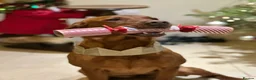 Labrador Retriever dogs for sale: Beautiful dark fox red labrador puppies for sale - Advert 1