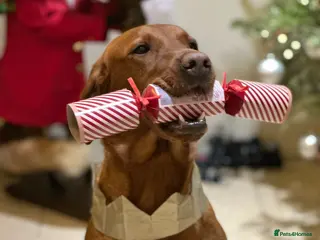 Labrador Retriever dogs Beautiful dark fox red labrador puppies for sale - Advert 1