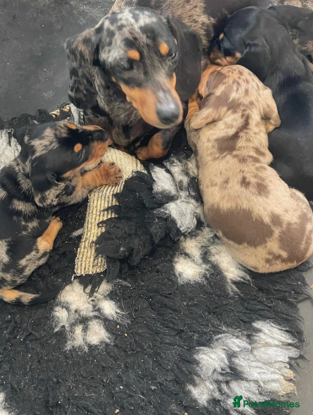 Miniature Dachshund dogs for sale: 🐾 6 BEAUTIFUL SMOOTH-HAIRED MINIATURE DACHSHUNDS - Advert 1