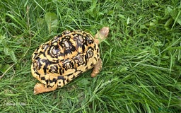 Tortoise reptiles for sale: Leopard, red and yellow foot tortoise  - Image 14