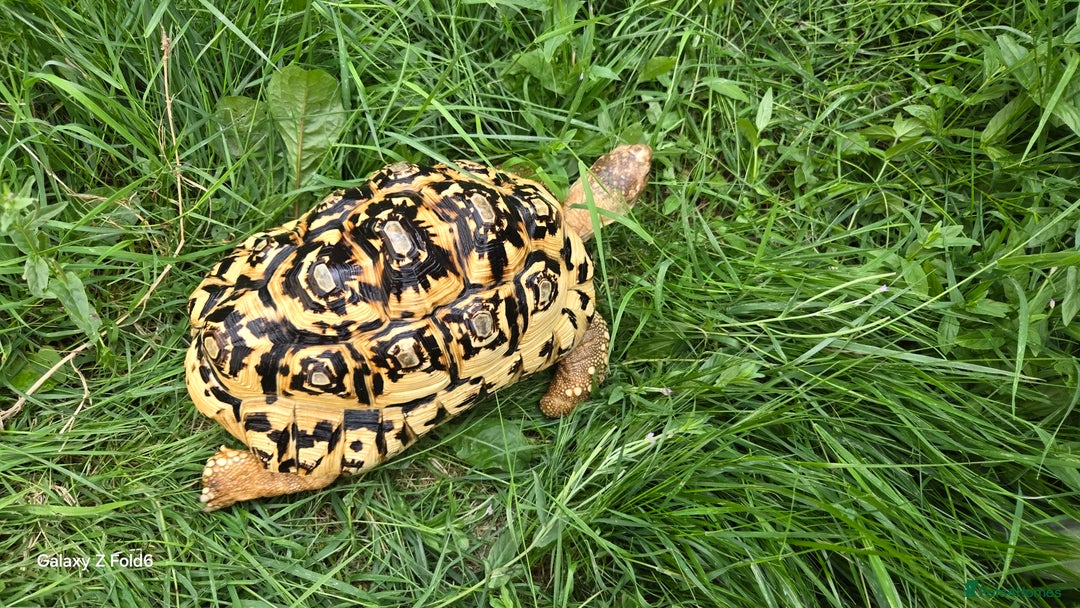 Tortoise reptiles for sale: Leopard, red and yellow foot tortoise  - Image 14