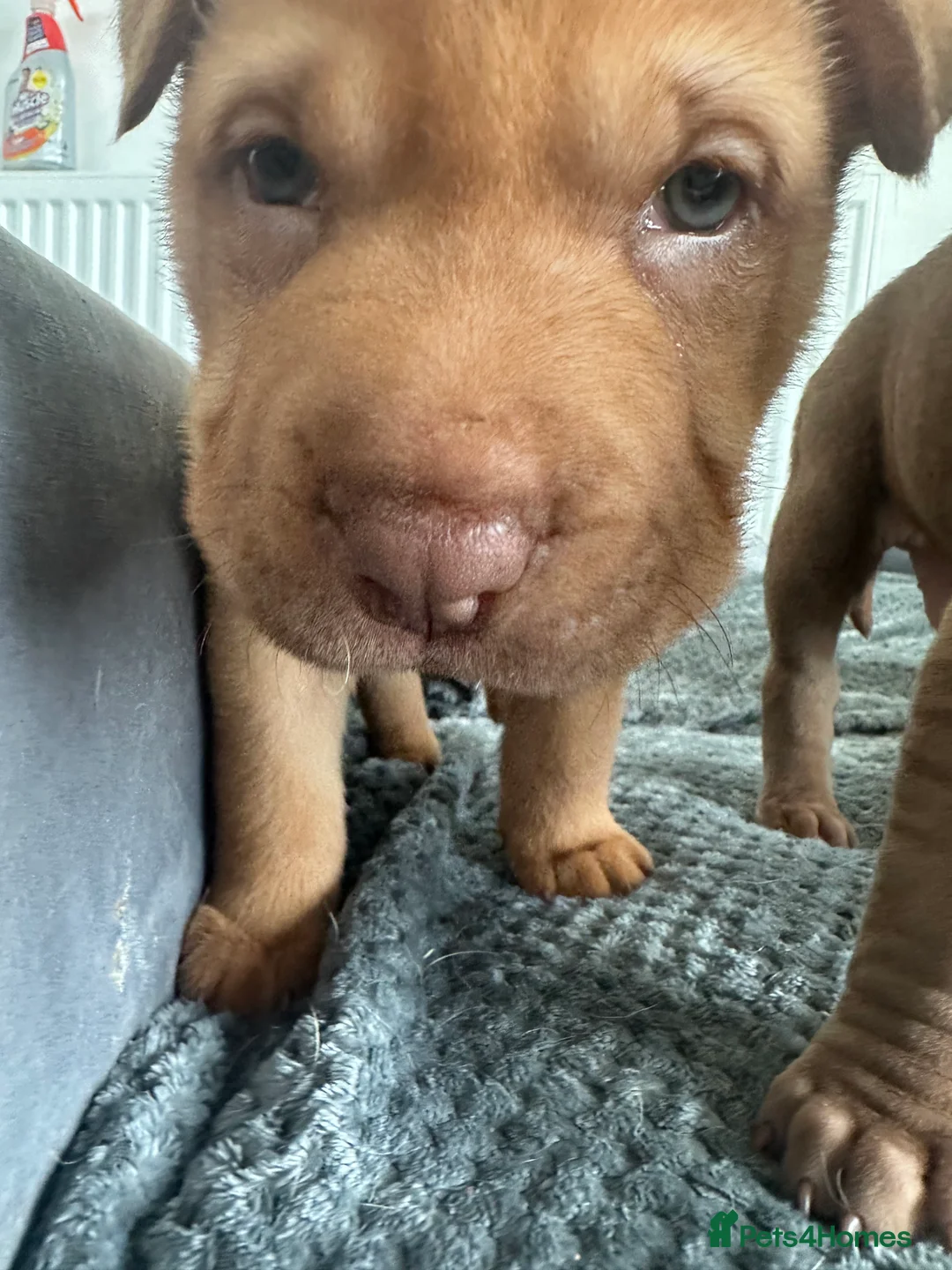 Mixed Breed dogs for sale: VALENTINE BABIES 3 LEFT bull x sharpei  - Advert 4