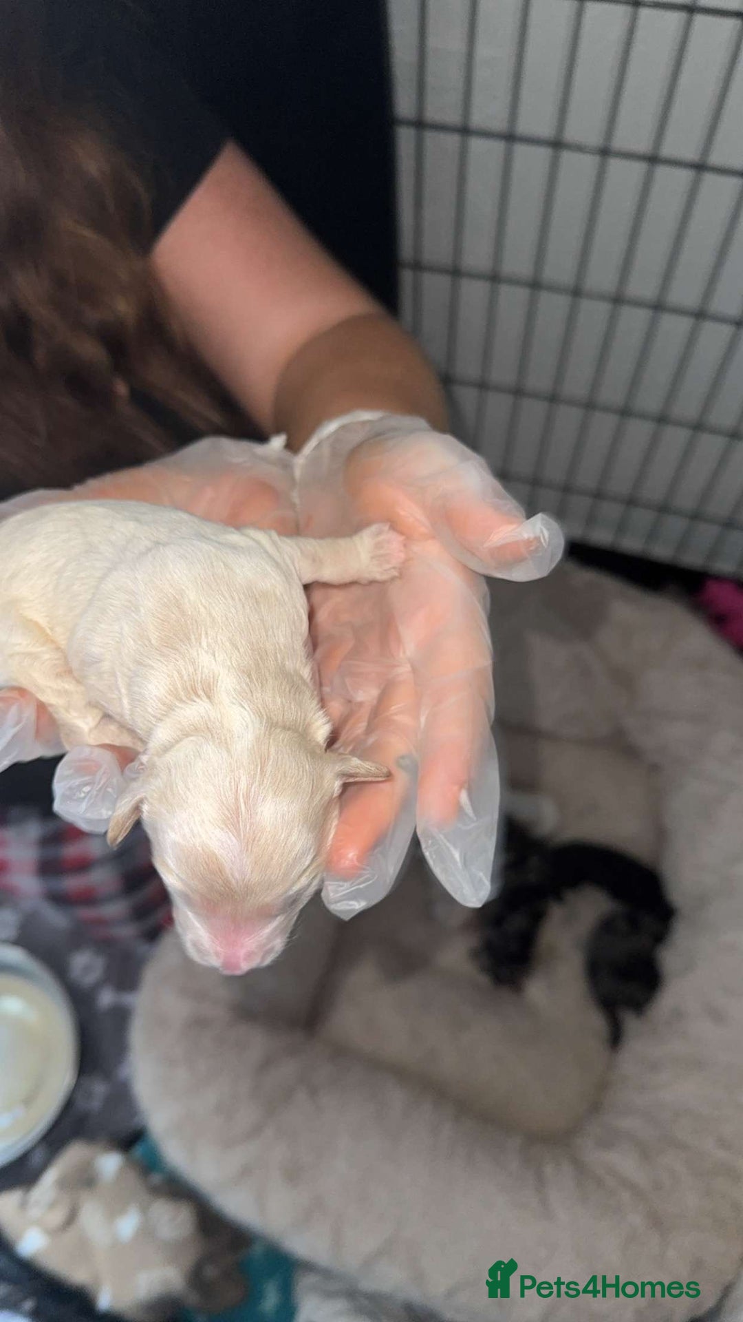 Mixed Breed dogs for sale: Cavapoochon X cockapoo puppies - Image 7