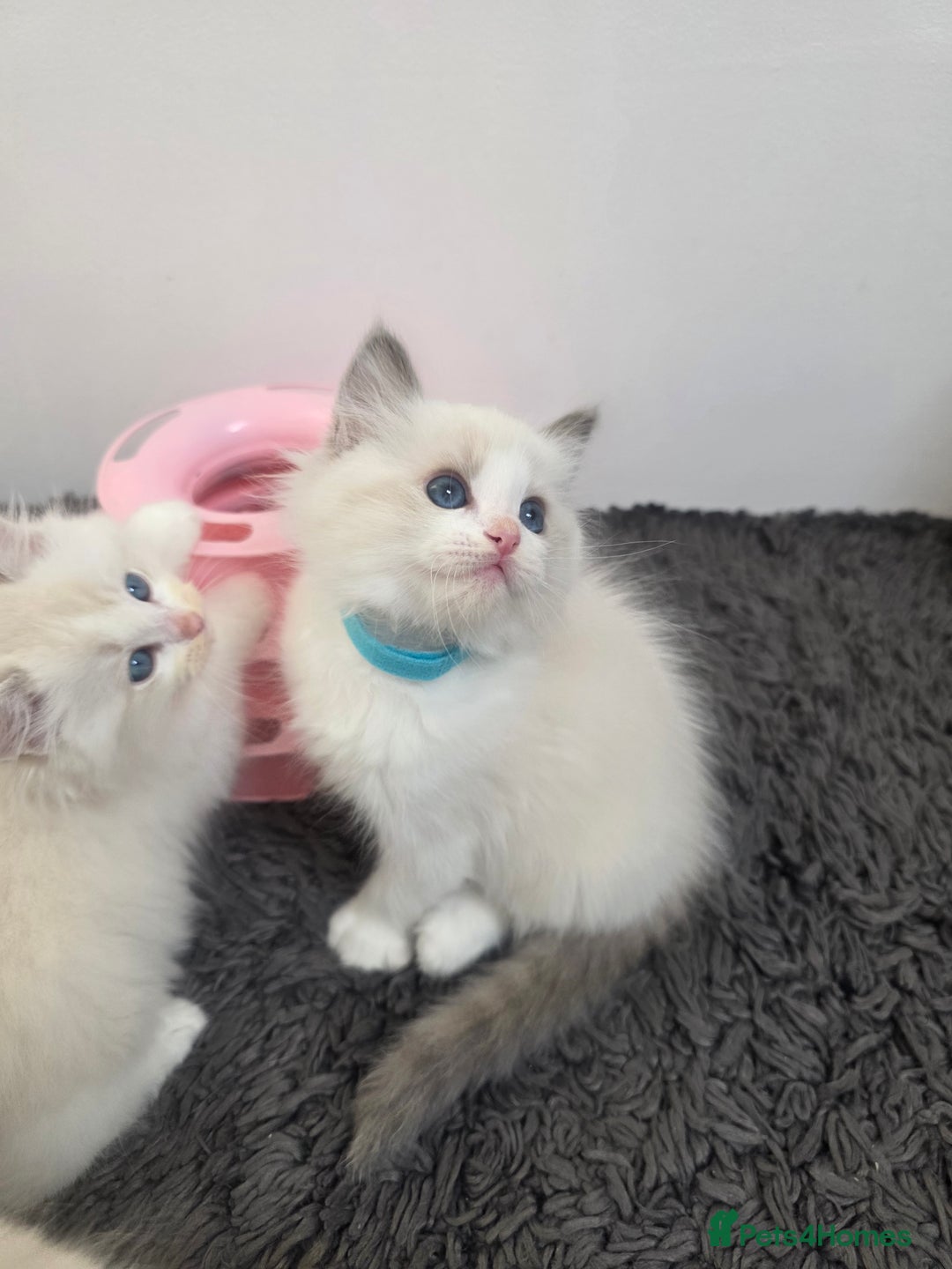 Ragdoll cats for sale: GCCF registered ragdoll kittens  - Advert 11