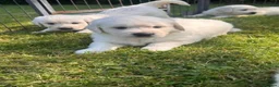 Golden Retriever dogs for sale: Pedigree golden retriever puppies in Runcorn - Advert 5