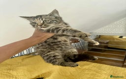 British Shorthair cats for sale: Pure British Shorthair Girls Ready Now! - Image 39