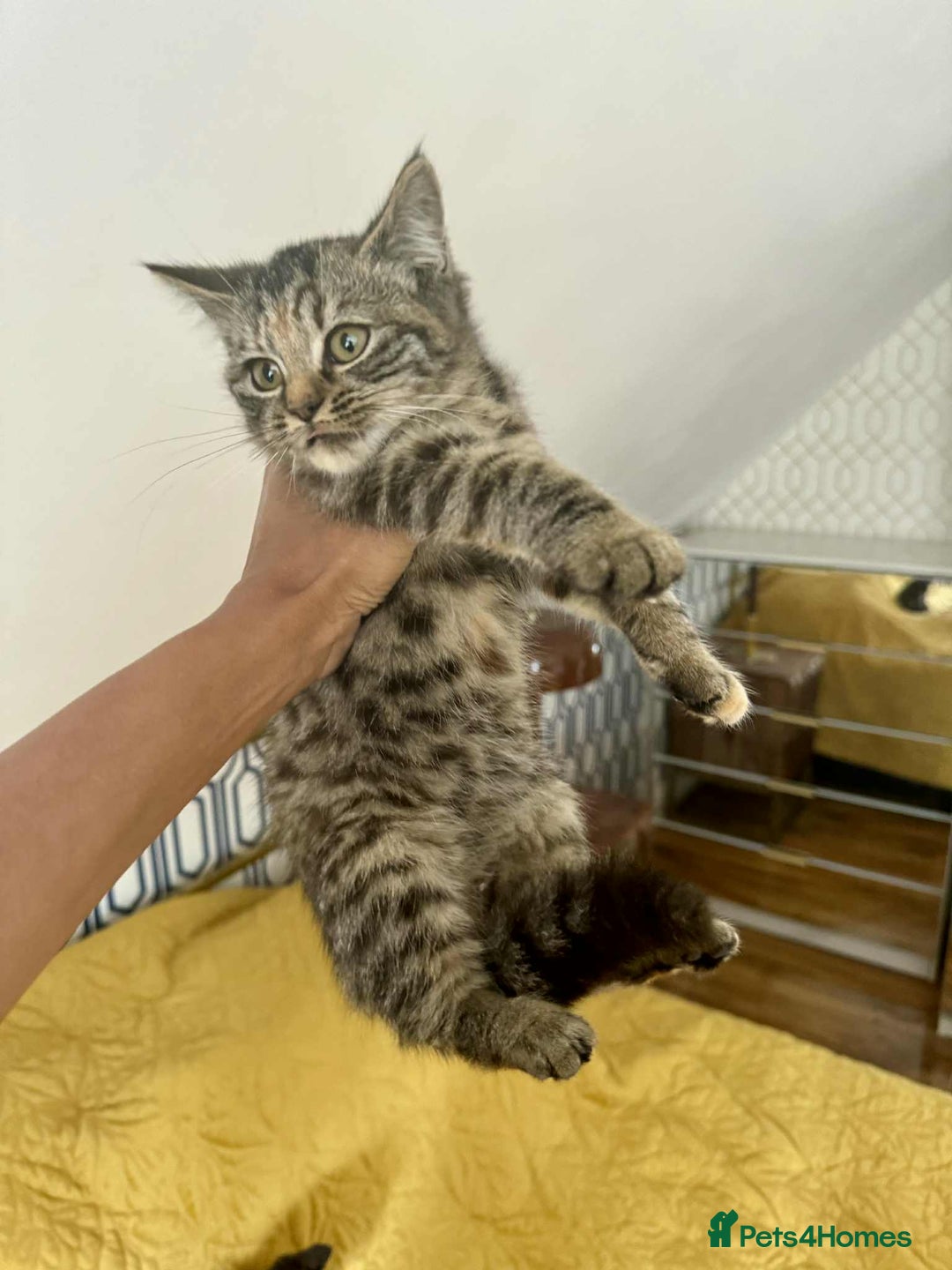 British Shorthair cats for sale: Pure British Shorthair Girls Ready Now! - Image 39