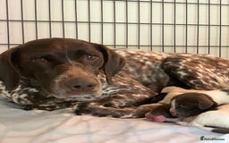 Mixed Breed dogs for sale: GSP X Springer pups (3 left) Northern Ireland  - Image 15