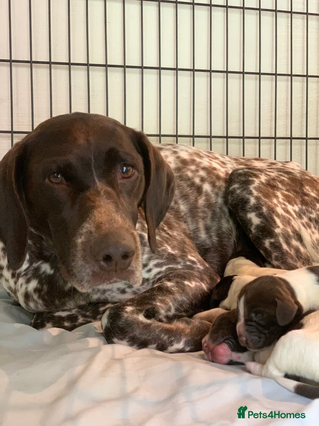 Mixed Breed dogs for sale: GSP X Springer pups (3 left) Northern Ireland  - Image 15