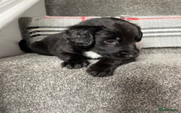 Mixed Breed dogs for sale: Cocker collie cross  - Image 22