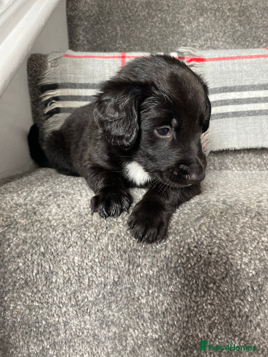Mixed Breed dogs for sale: Cocker collie cross  - Image 22