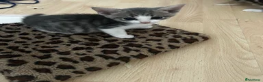 Domestic Shorthair 4