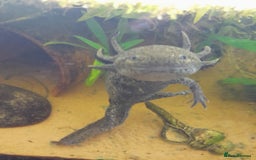 Gecko reptiles for sale: Geckos Fish Frogs full setups - Image 34