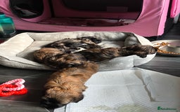 Lhasa Apso dogs for sale: Lhasa apso puppies 4 girls 💗2 boys 🩵 - Image 10