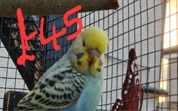 Budgerigars birds for sale: 3x baby budgie reseve only til 13th oct. From £45 - Image 15