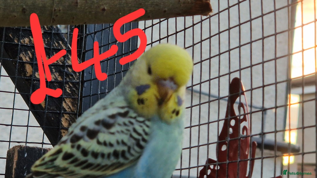 Budgerigars birds for sale: 3x baby budgie reseve only til 13th oct. From £45 - Image 15