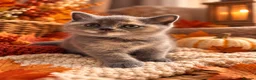 British Shorthair cats for sale: 🐾 Beautiful British Shorthair Kittens 🐾 - Advert 5