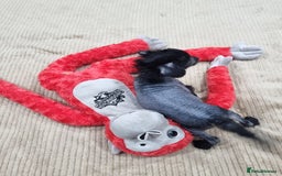 Mexican Hairless dogs for sale: Mexican hairless mini puppies for sale  - Advert 7