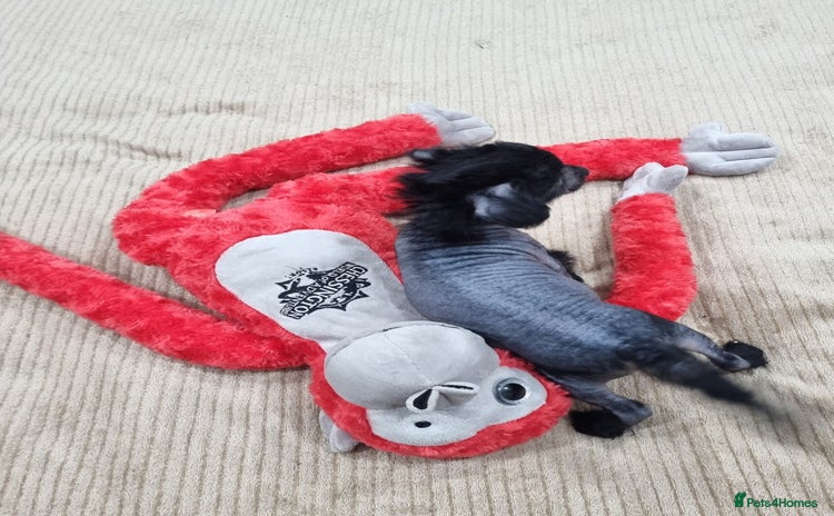 Mexican Hairless dogs Mexican hairless mini puppies for sale  - Advert 1