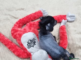 Mexican Hairless dogs Mexican hairless mini puppies for sale - Advert 1