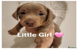 Miniature Dachshund dogs for sale: Stunning miniature dachshund puppies  - Advert 6