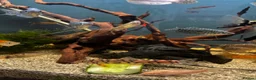 Angelfish fish for sale: Full set up fish tank fluval visi 202 l  in Worksop - Advert 15