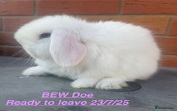 Mini Lop rabbits for sale: Mini Lops Bunnies. READ DESCRIPTION - Updated 22/7 in Chard - Image 17