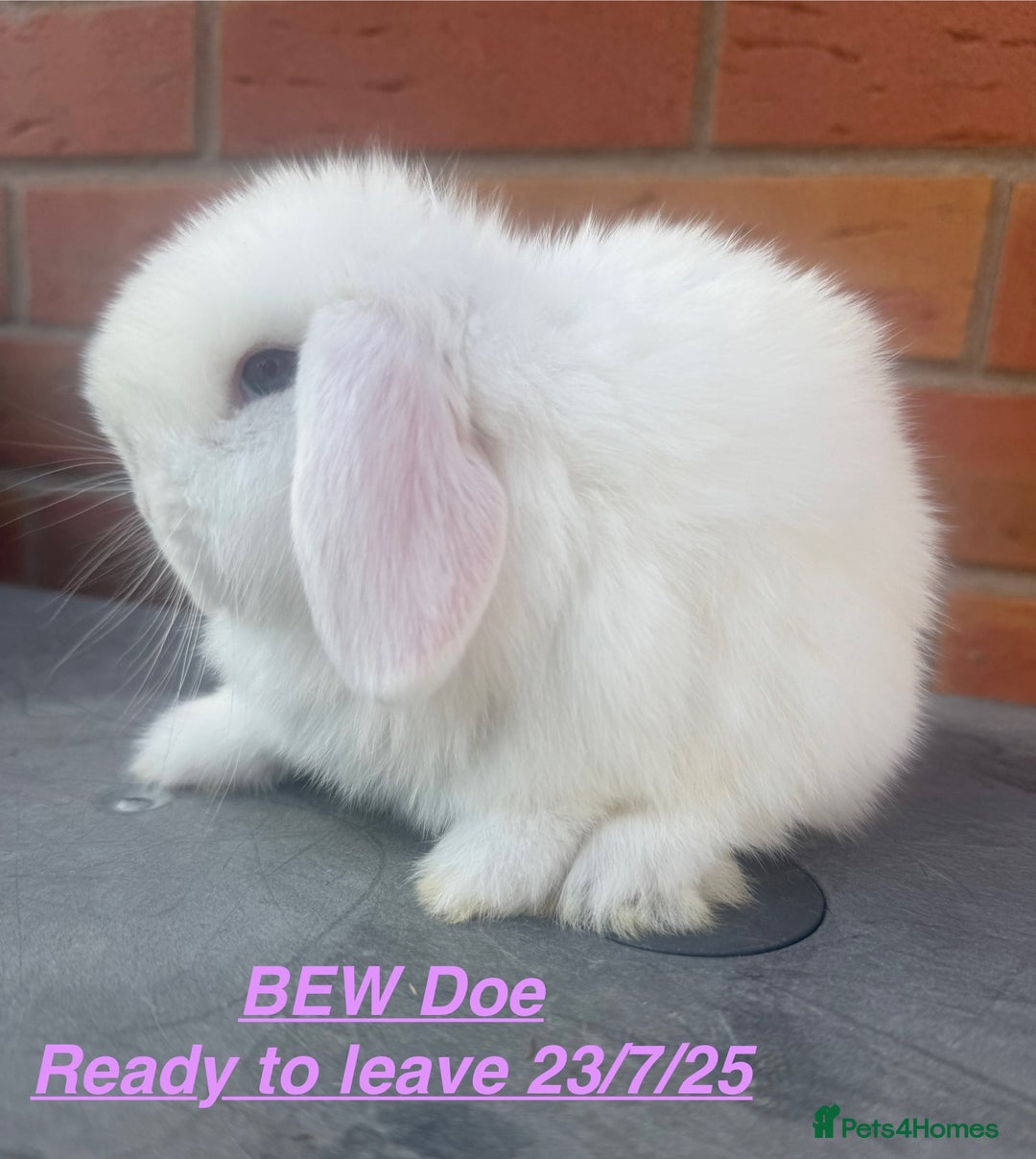 Mini Lop rabbits for sale: Mini Lops Bunnies. READ DESCRIPTION - Updated 22/7 in Chard - Image 17