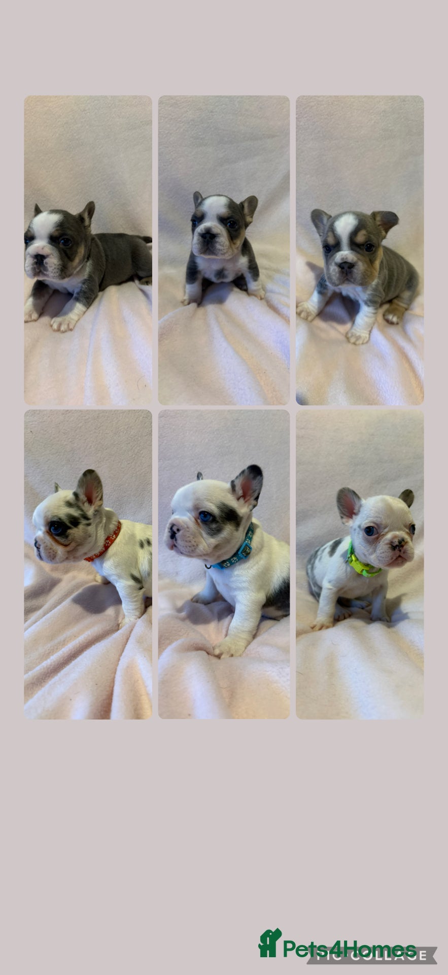 French Bulldog dogs 6 LEFT Quality KC reg French Bulldog puppies - Advert 15