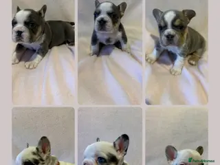 French Bulldog dogs 6 LEFT Quality KC reg French Bulldog puppies - Advert 15