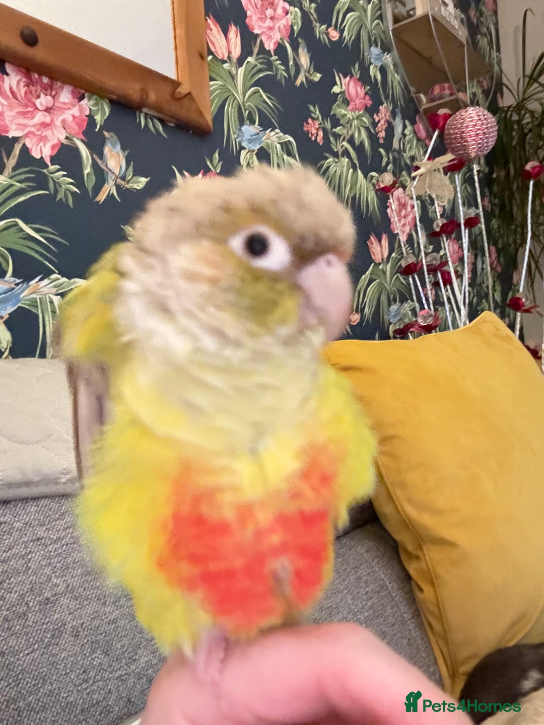 Cockatiels birds for sale: Cockatiels all tame and 1 tame conure  - Advert 18