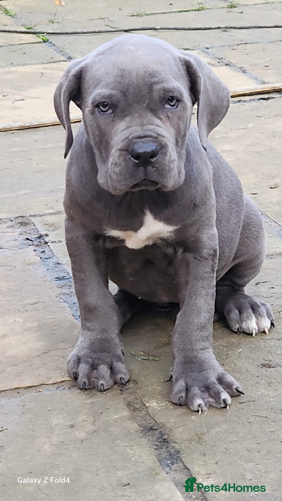 Cane Corso dogs for sale: Champion Blood Line Cane Corso Puppies - Advert 2