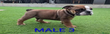English Bulldog 3