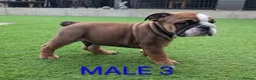 English Bulldog dogs for sale: Elite KC Red Bulldogs  - Advert 4