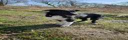 Border Collie dogs for sale: 7 month old border collie in Carluke - Advert 6