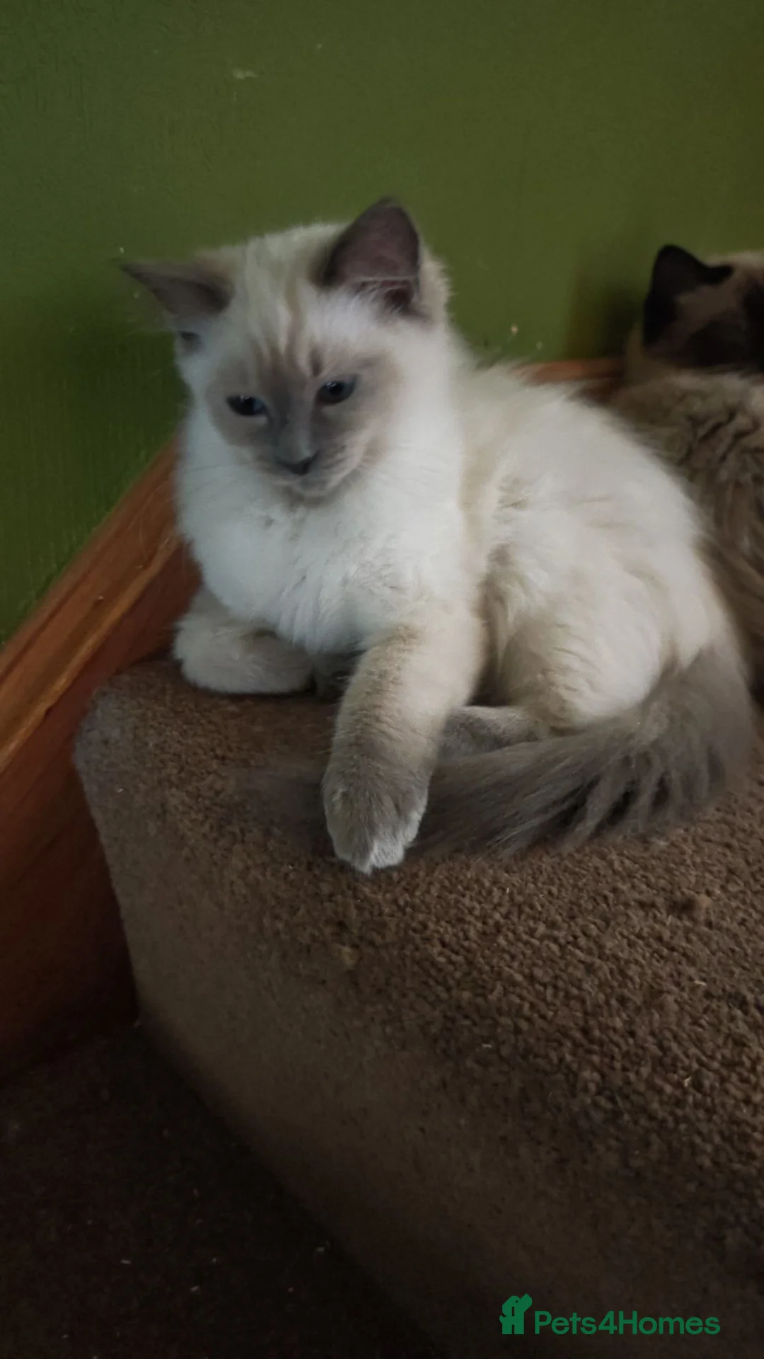 Ragdoll cats for sale: Price Reduction WONDERFUL 100% RAGDOLL  - Advert 2